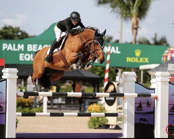 jumper Eccosse (Irish Sport Horse, 2008, from Berlin)
