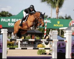 jumper Eccosse (Irish Sport Horse, 2008, from Berlin)