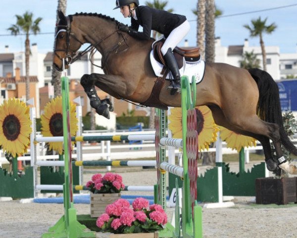 jumper Ecolano Vs Romano (KWPN (Royal Dutch Sporthorse), 2009, from Corland)