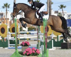 jumper Ecolano Vs Romano (KWPN (Royal Dutch Sporthorse), 2009, from Corland)