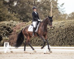dressage horse Fian A (Westphalian, 2017, from Fürstenball)