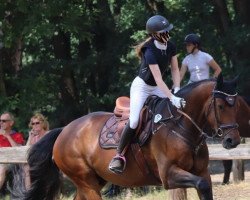 Springpferd Count On Me 22 (Oldenburger Springpferd, 2017, von Coupie)