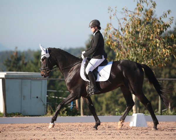 horse Fürst Felino 5 (German Sport Horse, 2020, from Birkhof's Fair Game OLD)