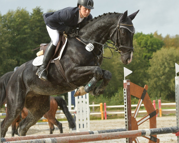 Springpferd Diamant Blue (Diachacco MV Z) (Zangersheide Reitpferd, 2017, von Diamant de La Lande)