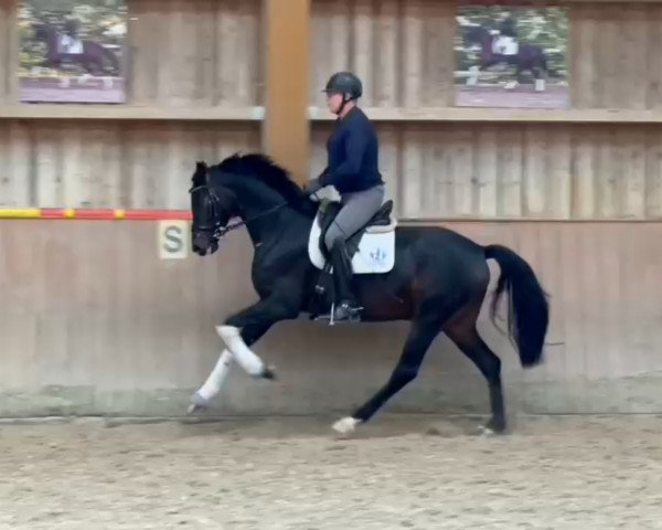 horse Fynn K 3 (Oldenburg, 2018, from For Romance I)