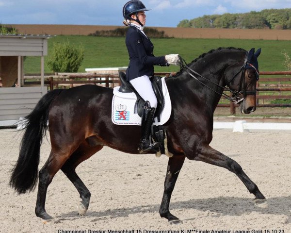 dressage horse Sundancer 36 (Oldenburg, 2008, from Sungold 2)