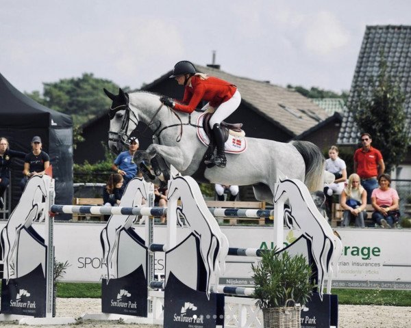 jumper Consult Picobello Z (Zangersheide riding horse, 2015, from Cicero Z van Paemel) jumper Consult Picobello Z (Zangersheide riding horse, 2015, from Cicero Z van Paemel)