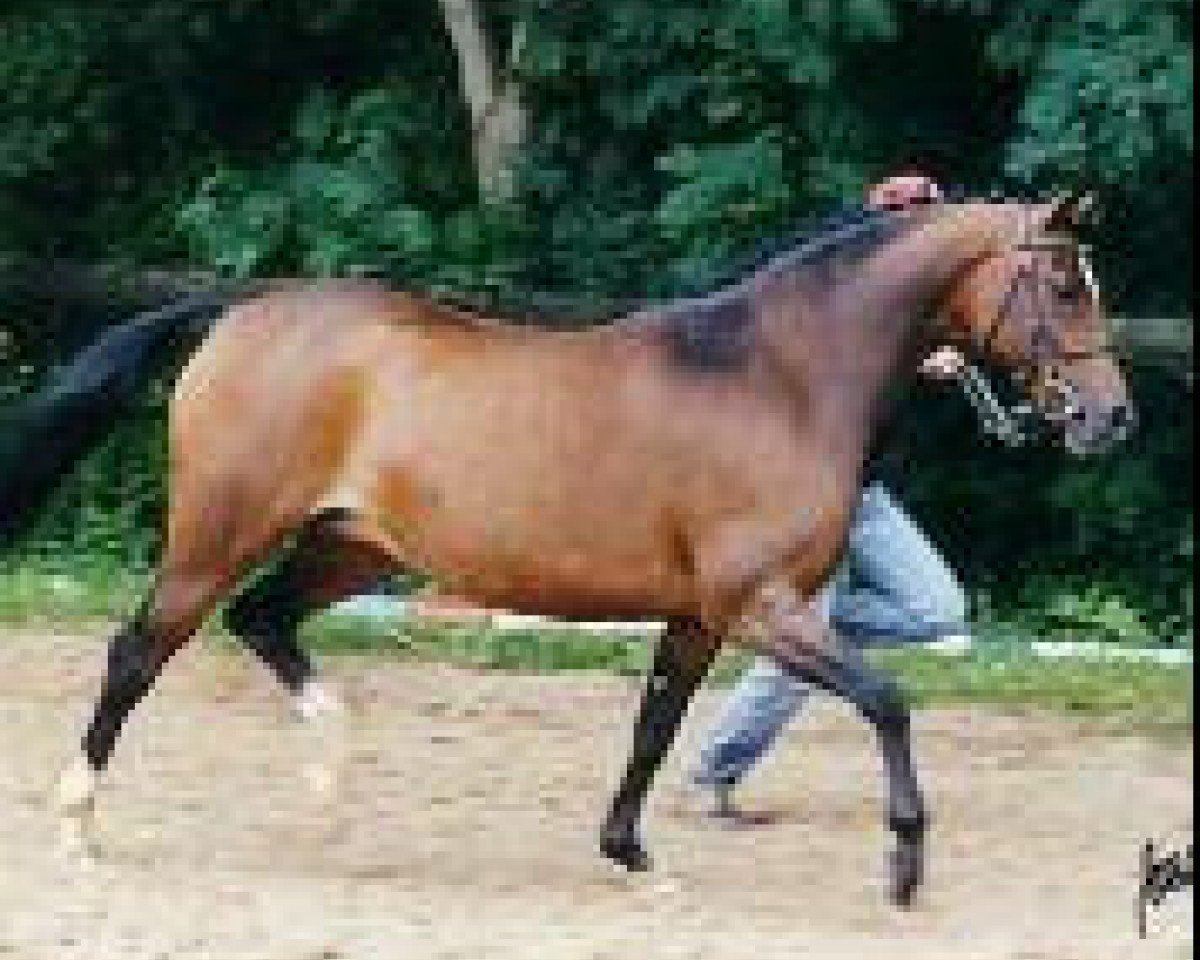 Zuchtstute Kelts Golden Queen (Deutsches Reitpony, 1993, von Jacobspeel's Rocky)