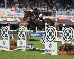 Springpferd Express Trend (Irish Sport Horse, 2010, von Future Trend)