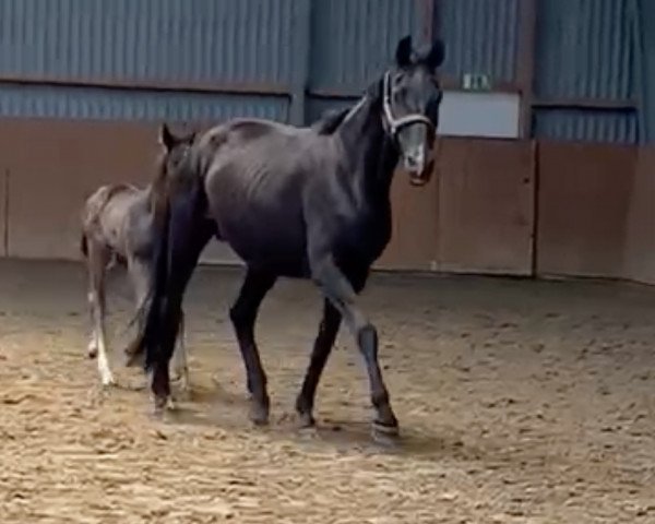 Zuchtstute Darina (Westfale, 2003, von Depardieu 11)