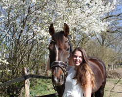 dressage horse Dicento Royal (Hanoverian, 2006, from Domani Vengo)