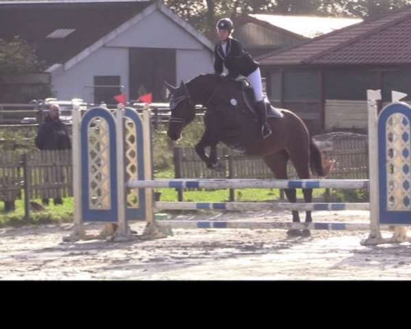 jumper Tillit (Holsteiner, 2007, from Crawford)