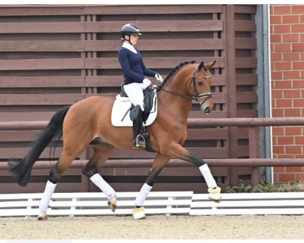 stallion For Donnerhall (Oldenburg, 2017, from Fürst Jazz)