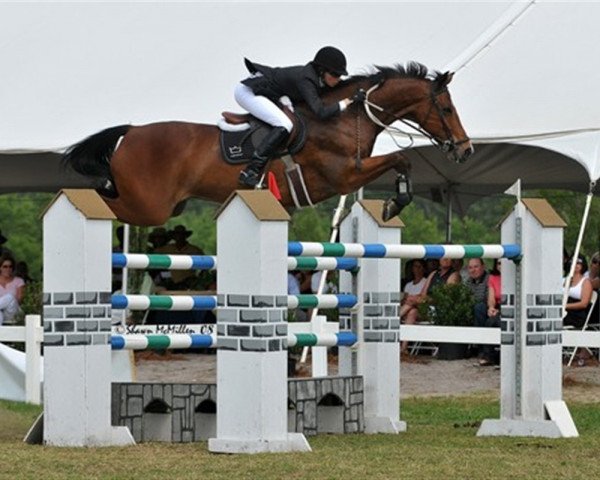 horse Stedet's Leroy (Danish Warmblood, 1999, from Leendert)