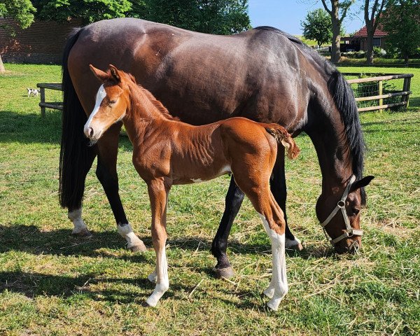 horse RANTESSA (Holsteiner, 2023, from Nohoval Z)