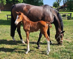 horse RANTESSA (Holsteiner, 2023, from Nohoval Z)