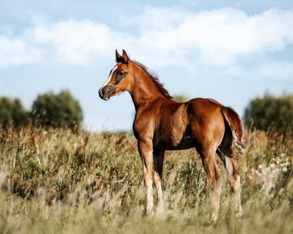 Pferd Vigobella S (Oldenburger Springpferd, 2023, von Vigotendro) Pferd Vigobella S (Oldenburger Springpferd, 2023, von Vigotendro)