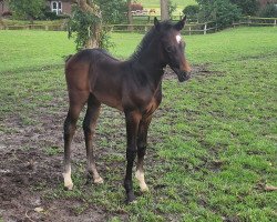horse Stute von Diarado / Corrado I (Holsteiner, 2023, from Diarado)