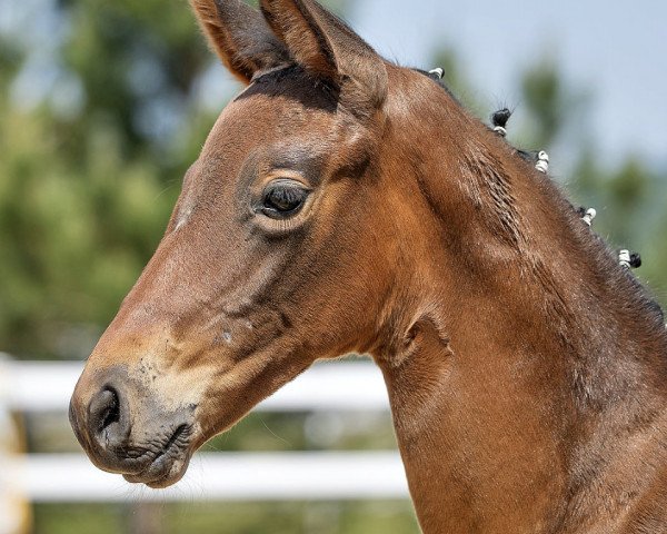 horse Hera‘s Lioness (Trakehner, 2023, from Kenneth)