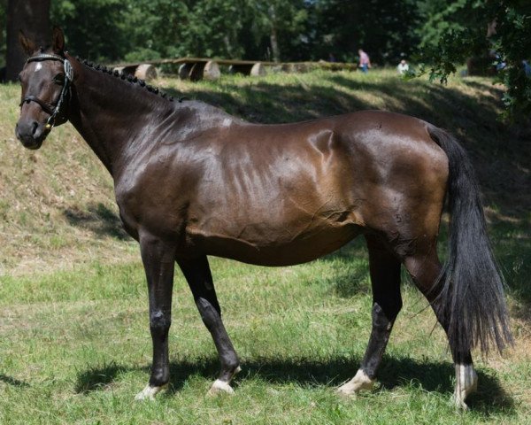 broodmare Ronja 1687 (Hanoverian, 2000, from Rabino)