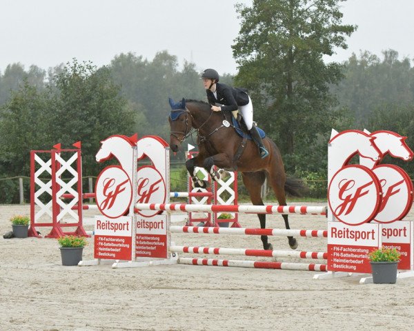jumper Sam's Flying Dream (KWPN (Royal Dutch Sporthorse), 2018, from Sam R)