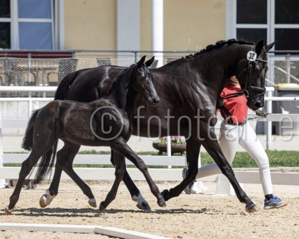 Zuchtstute Tina Turner FH (Österreichisches Warmblut, 2023, von Totilas)