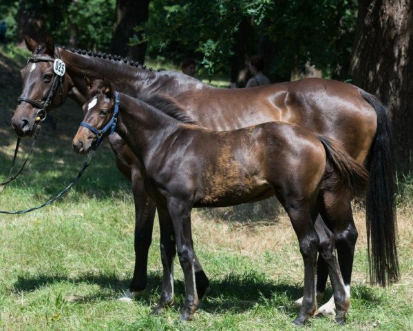 Pferd Käthe (Deutsches Sportpferd, 2023, von Kamino Real)