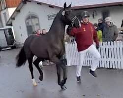 Pferd Elegance 53 (Westfale, 2020, von Escamillo)