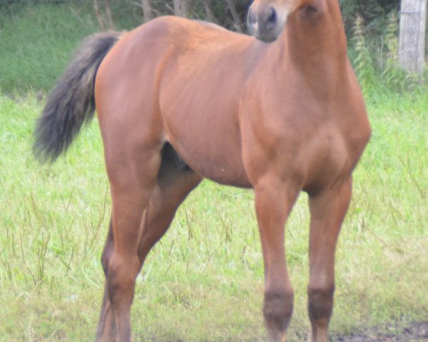 horse Charlie Lw (Holsteiner, 2023, from Charaktervoll Hv)