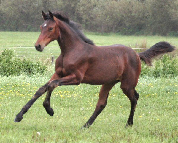 horse Romina Lw (Holsteiner, 2023, from Charaktervoll Hv)