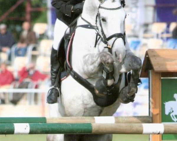 Zuchtstute Antonia 121 (Deutsches Sportpferd, 2002, von Askari)