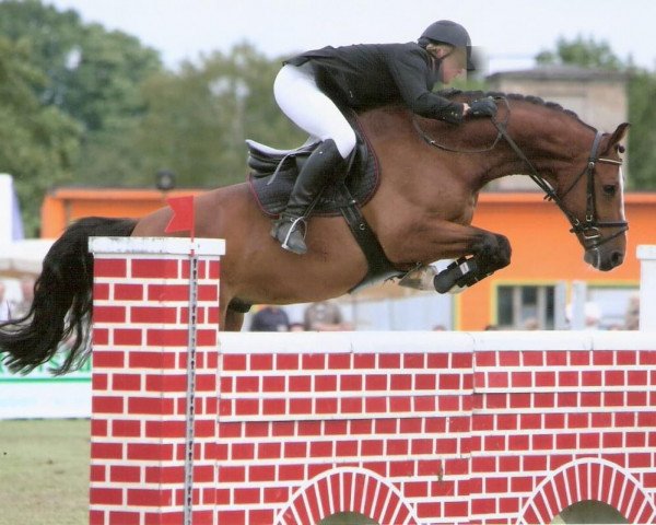 stallion Anton 418 (Saxony-Anhaltiner, 2001, from Askari)