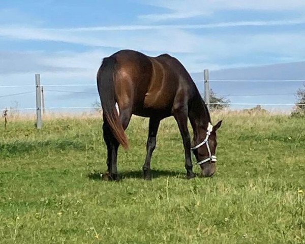broodmare Quba Libre (German Sport Horse, 2021, from Bohemian)