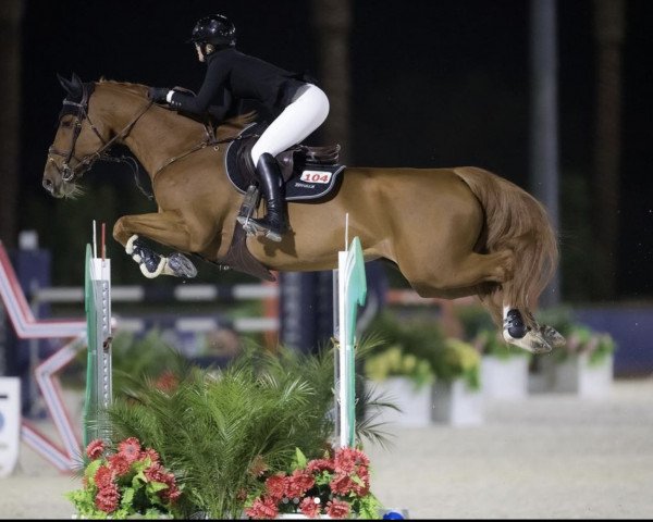 Zuchtstute Missy van de Neerheide (Belgisches Warmblut, 2012, von Emerald van 't Ruytershof)