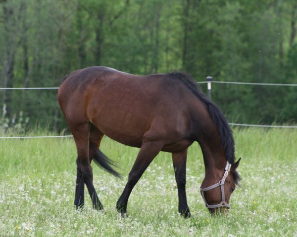 jumper Go Wild Z (Zangersheide riding horse, 2019, from Columbus Z 3)