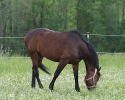 jumper Go Wild Z (Zangersheide riding horse, 2019, from Columbus Z 3)