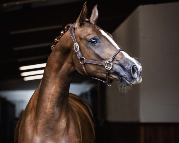 horse Be my Holiday (German Sport Horse, 2019, from DSP Best Secret)