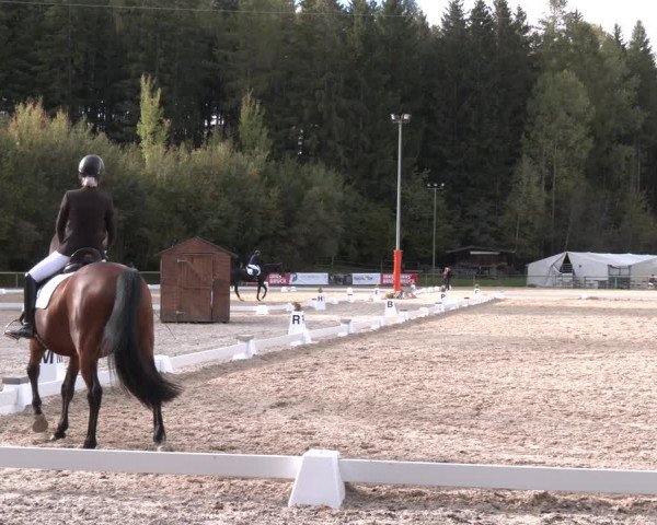 Dressurturnier Igls 2023