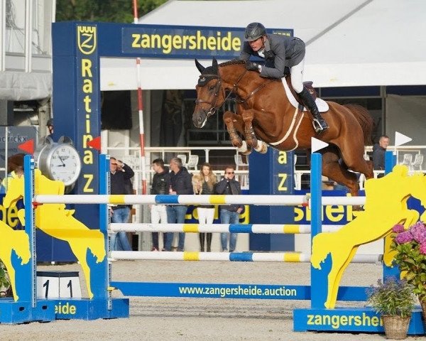 jumper Candar Mail (Selle Français, 2012, from Lando)