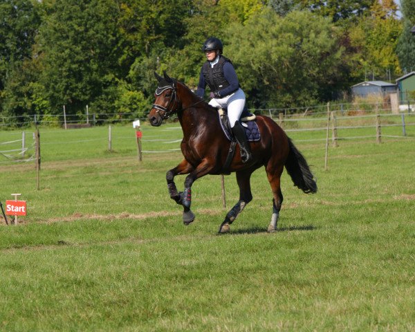 Springpferd Joy 451 (KWPN (Niederländisches Warmblut), 2014, von Davino V.O.D.)
