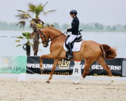 dressage horse Enrico de Hus (Hanoverian, 2019)