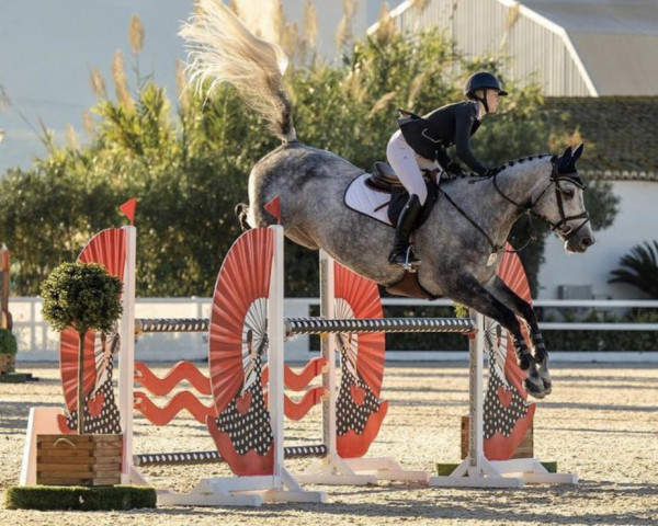 broodmare CON AMORE Z (Zangersheide riding horse, 2015, from Cornet Obolensky)