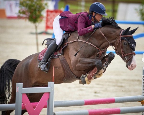 jumper Steenken (Hanoverian, 2013, from Stakkato)