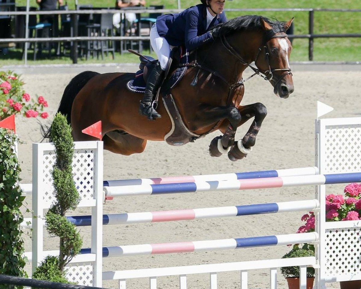 Jumper Flachau (KWPN (Dutch Warmblood), 2010, from Zirocco Blue)