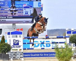 jumper Cera (German Sport Horse, 2009, from Chap 47)