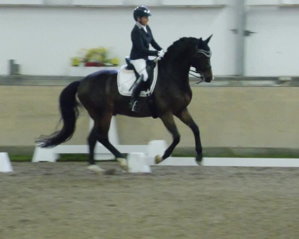 Reitturnier Waghäusel-Wiesental 2023