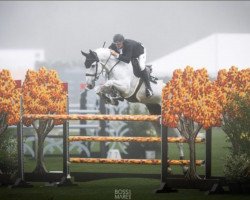 jumper Parabell Jmen (Brazilian horse, 2010, from Parabellum)