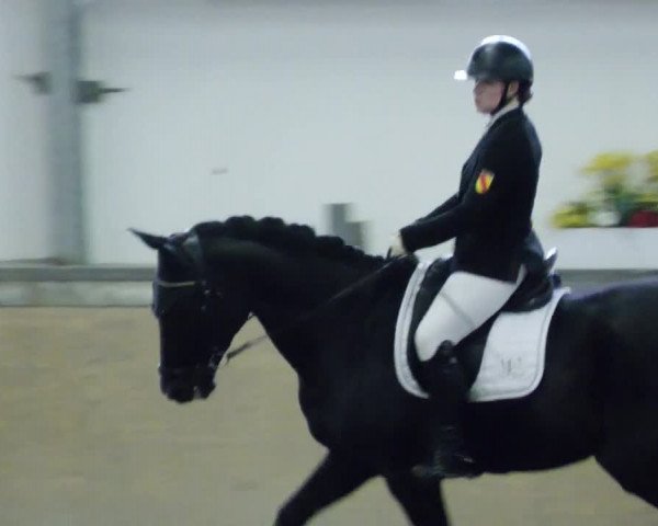 Reitturnier Waghäusel-Wiesental 2023