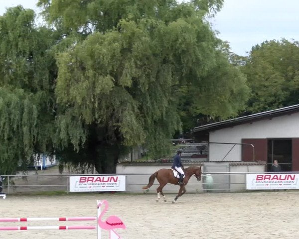 Reitturnier Achern 2023