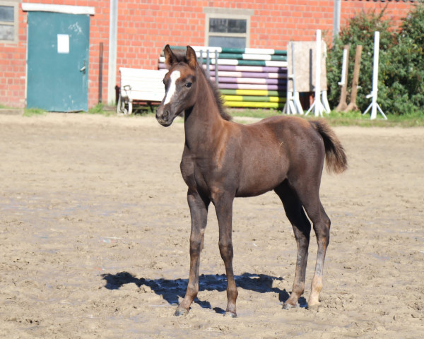 horse Cookie do (German Riding Pony, 2023, from Top Champion)